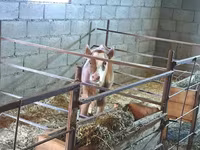 วัวตัวเมีย, Swiss cattle — รูปภาพ 6
