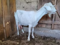 Koza, Saanen goat — zdjęcie 2