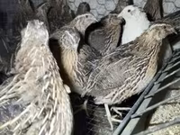 Quails — zdjęcie 2