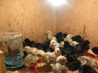 Chickens — Foto 1