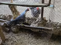 Chickens — zdjęcie 3