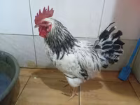 Chickens — 写真 6