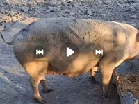 Babi betina, Pigs — foto 4