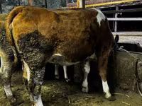 பசு, Swiss cattle — புகைப்படம் 3