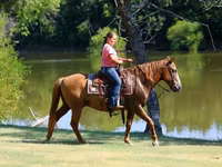اسب نر, Quarter Horse — عکس 8