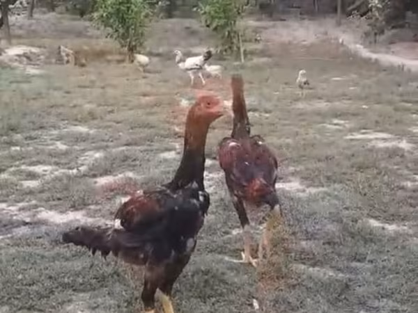 Malay Game