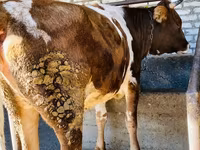 گاو ماده, Simmental cattle — عکس 2