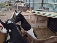 عنزة, Alpine goat — الصورة 4