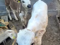گاو نر, Swiss cattle — عکس 6