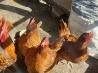 Chickens — الصورة 3