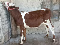 Bik, Simmental cattle — fotografija 4