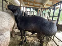 كبش, Hissar sheep — الصورة 5