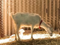 Koza, Saanen goat — foto 2