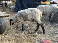 Beran, Merino sheep — foto 4