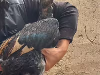 Chickens — photo 1