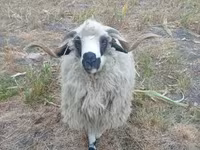 قوچ, Racka sheep — عکس 3