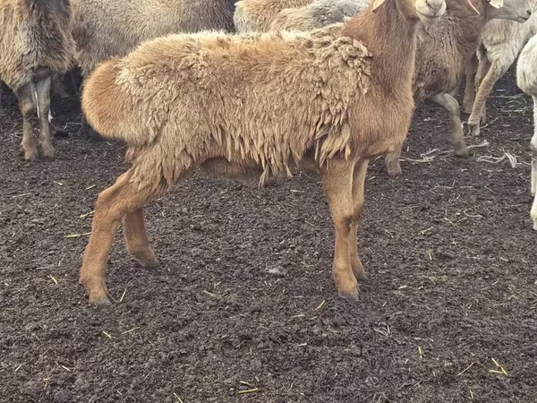 በግ, Sheep