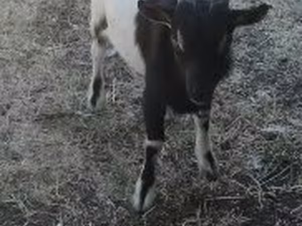 بز نر, Nigerian dwarf goats