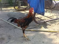 Chickens — عکس 4