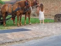 Merrie, Paarden — foto 5