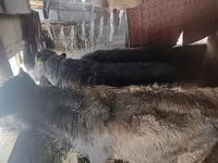सांड, मवेशी — फ़ोटो 2