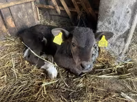 Bull, Cattle — photo 5