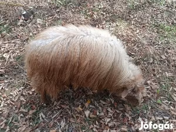 Schaap, Racka sheep