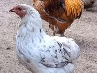 Chickens — φωτογραφία 3