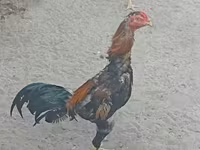 Chickens — عکس 2