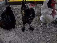 Chickens — photo 4