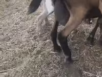 Goat, Czech Brown Shorthaired goats — photo 2