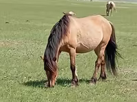 Klisna, Horse breed — foto 1