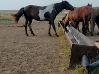 Ձի, Ձիեր — լուսանկար 6
