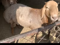 Ovan, Hissar sheep — fotografija 1