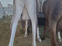 بز ماده, Nubian Goat — عکس 4