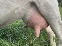 Mbuzi jike, Saanen goat — picha 2