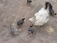 Chickens — foto 3
