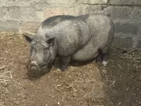 หมูป่าตัวผู้, Вьетнамская вислобрюхая — รูปภาพ 1
