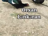 Ducks — zdjęcie 1