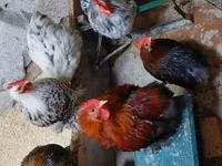 Pekin-Zwerg — Foto 6