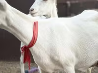 Capra, Saanen goat — foto 2