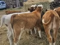 Toro, Simmental cattle — foto 6