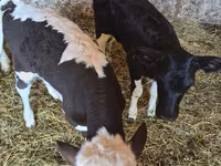 ძროხა, Russian Black pied cattle — ფოტო 3