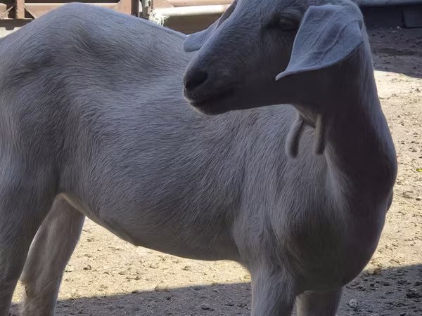 بز ماده, Saanen goat