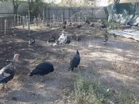 Turkeys — تصویر 6