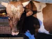 Bulle, Swiss cattle — Foto 3