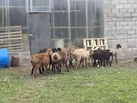 Ram, Rhon sheep — photo 1