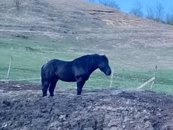 Kůň, Kabardian horse