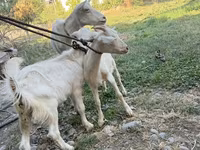 แพะตัวเมีย, Saanen goat — รูปภาพ 1