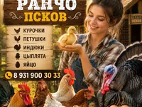 Krowa, Rasa holsztyńska — zdjęcie 2